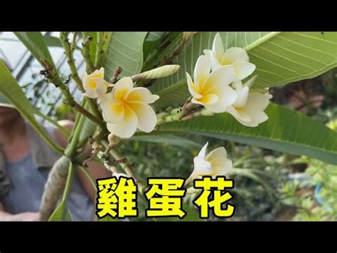 雞蛋花風水陽台|【雞蛋花風水陽台】雞蛋花風水禁忌！這4種花別擺陽台上，小心。